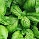 Basilic (en botte) - origine IDF