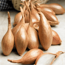 Echalote bio - Origine IDF