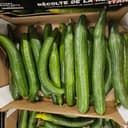 Concombre BIO - A l'unité
