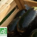 Aubergines Bio - A l'unité