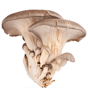 Champignons Bio - PLEUROTE