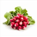 Radis Bottes - Botte