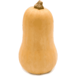 Butternut