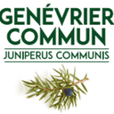 Huile essentielle - Genévrier Commun - 5 ml